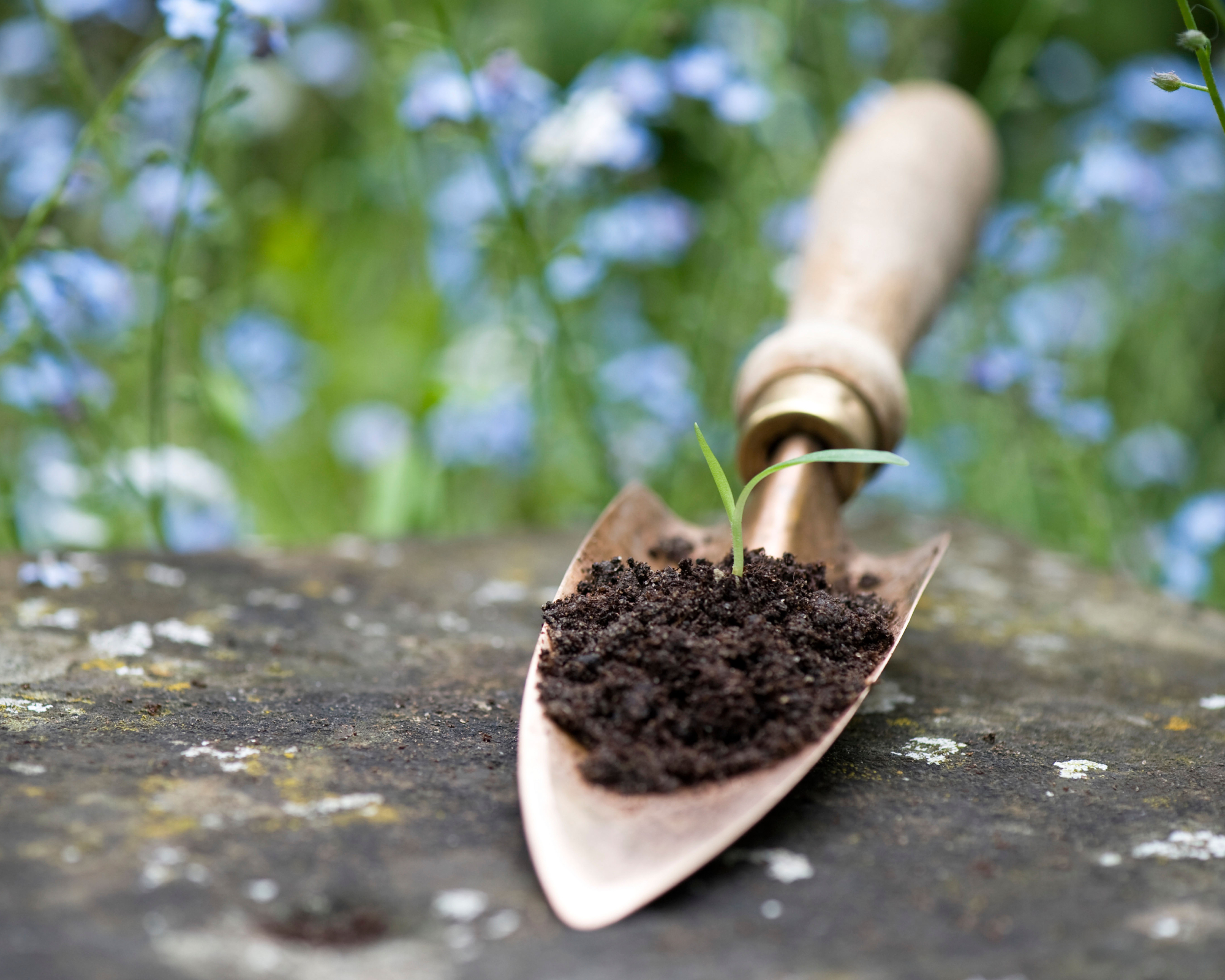 copper transplanting trowel