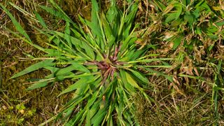 A close up of crabgrass in a lawn 