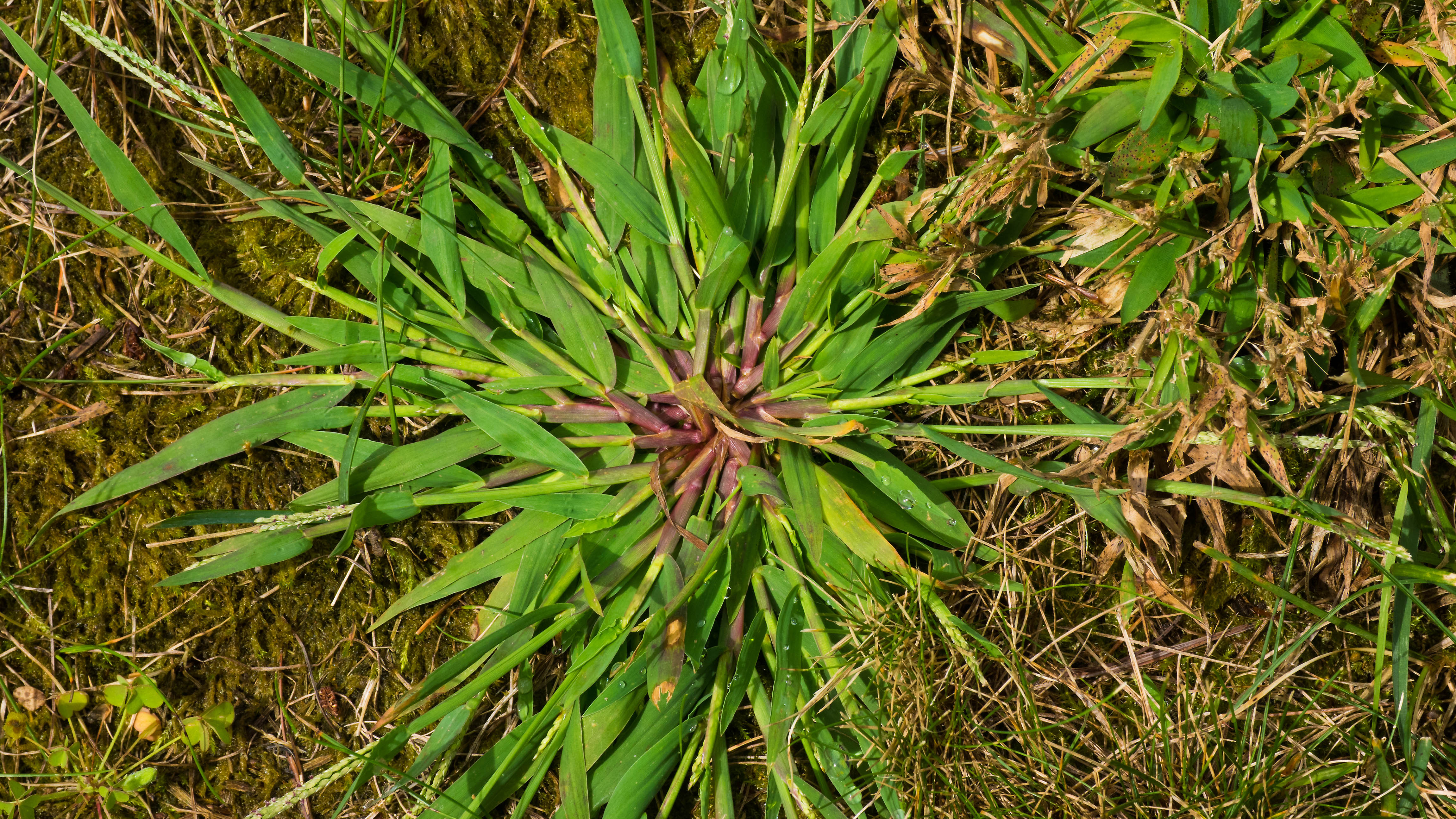 close up of crabgrass in a lawn