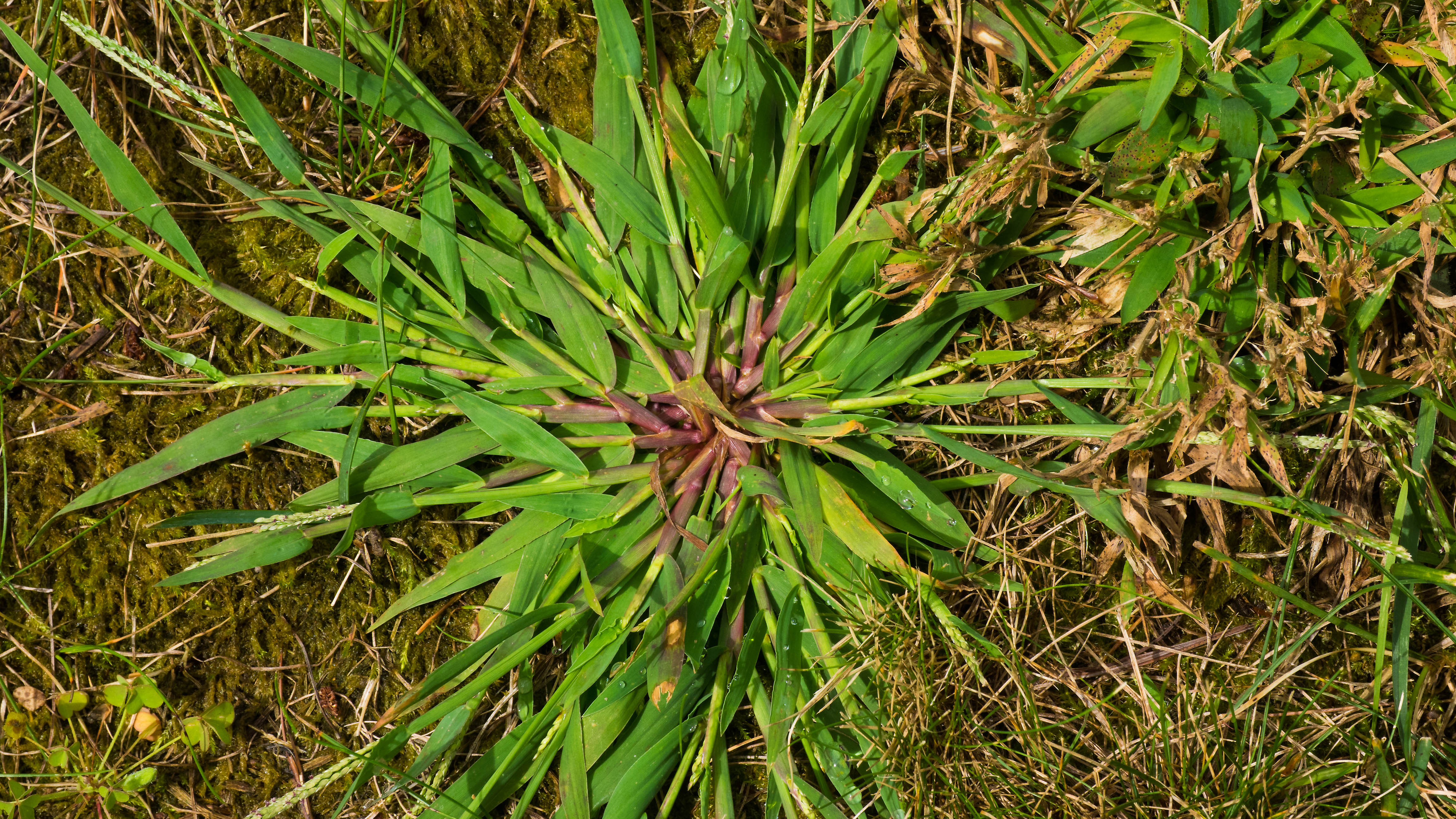 A close up of crabgrass in a lawn