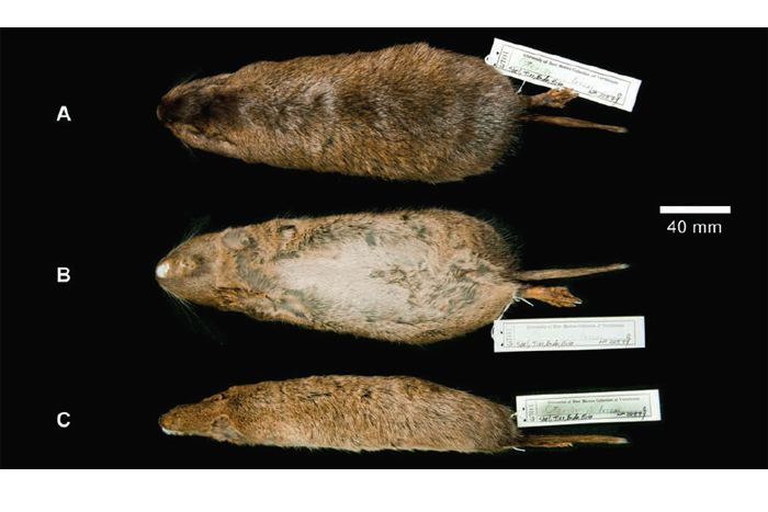 Ctenomys lessai, Enrique P. Lessa