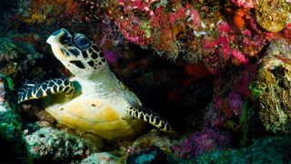 Swim among turtles when exploring the corals