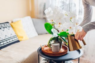 someone watering a white orchid