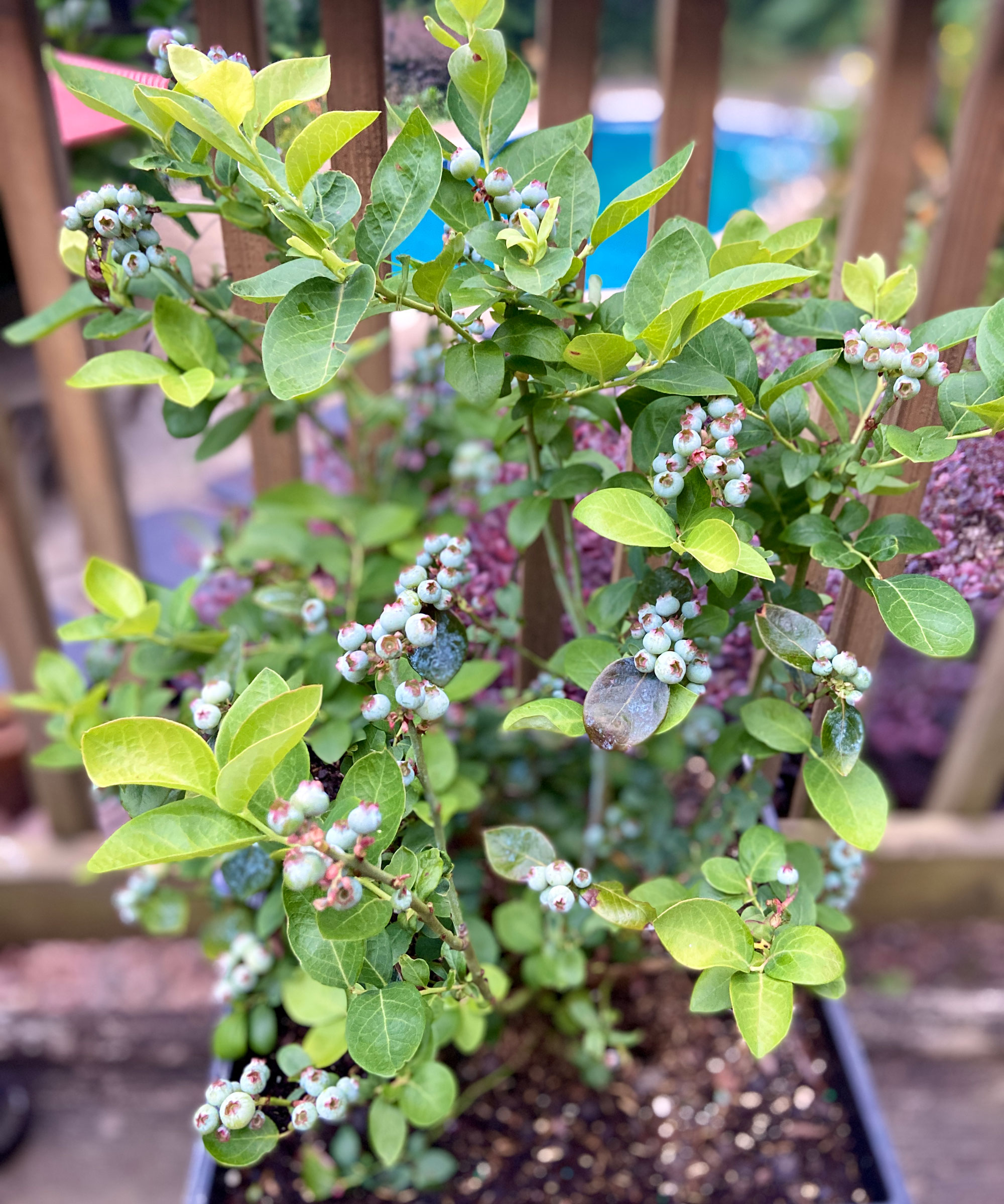 blueberry shrub in container with ripening fruits