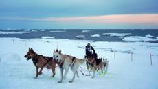 Dogs mushing during the 2019 Iditarod