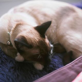 cat sleeping on blue plush carpet