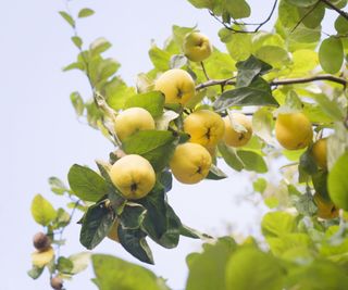 Ripe quince fruit