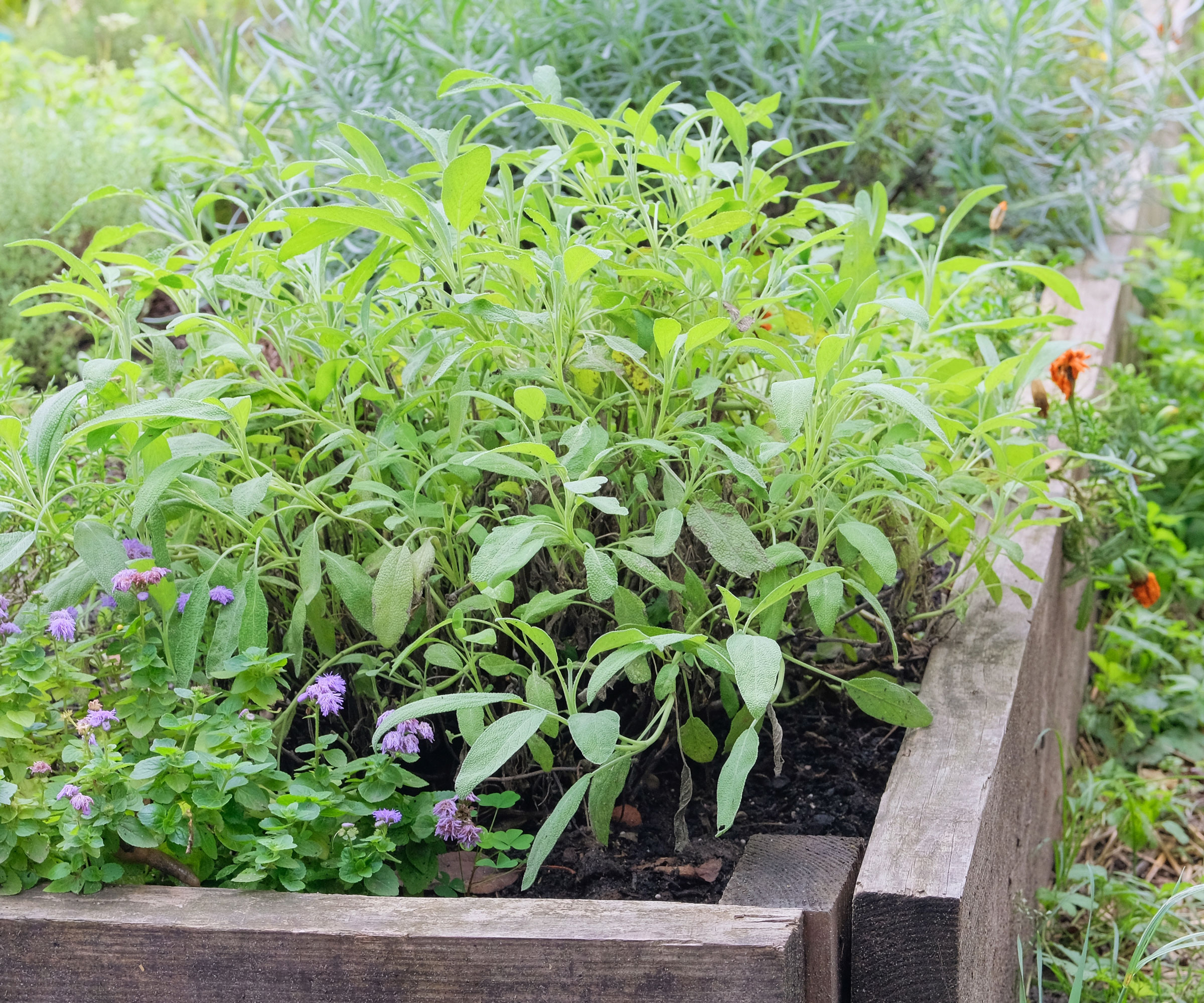sage plants growing in wooden raised bed in garden
