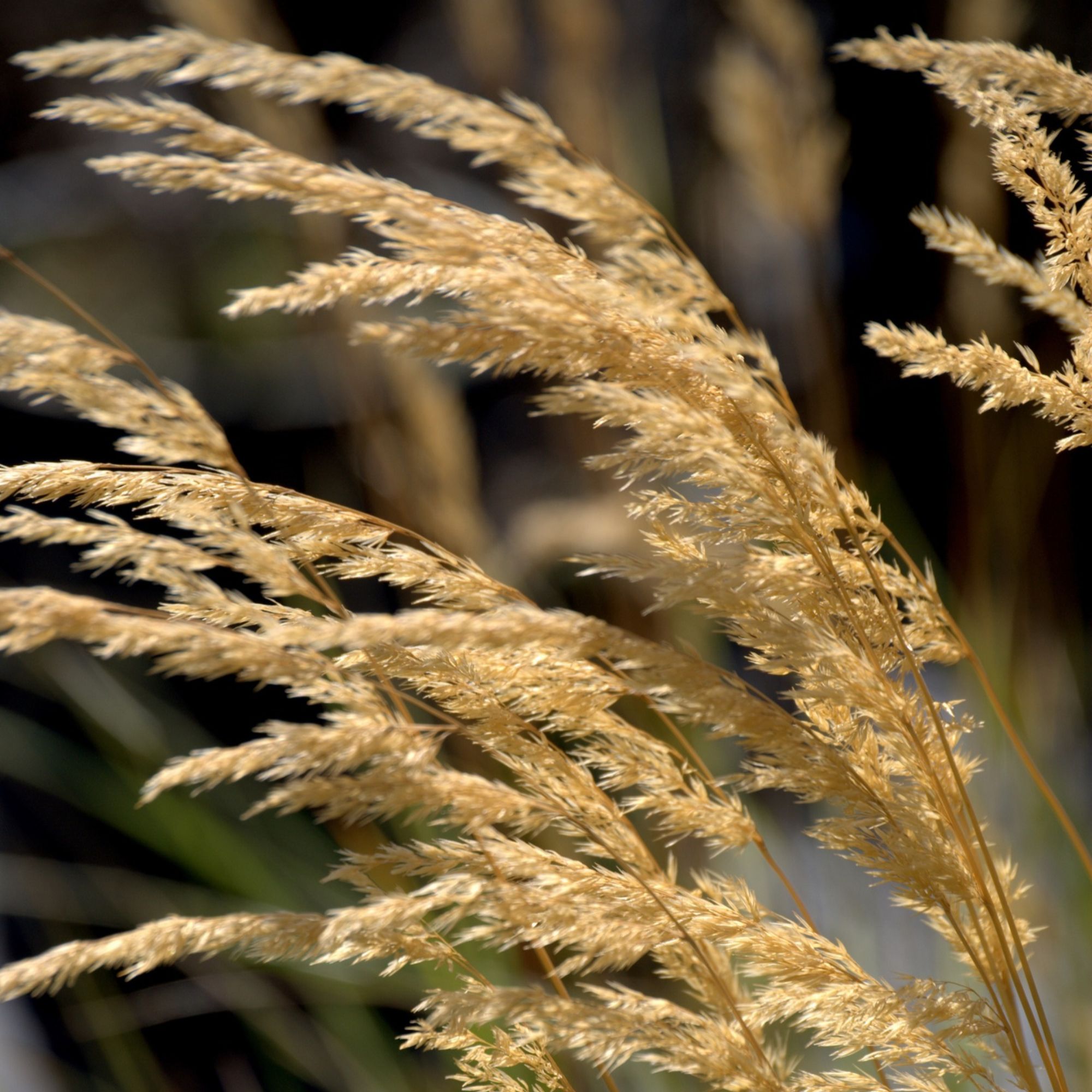 Calamagrostis x acutiflora 'Karl Foerster'