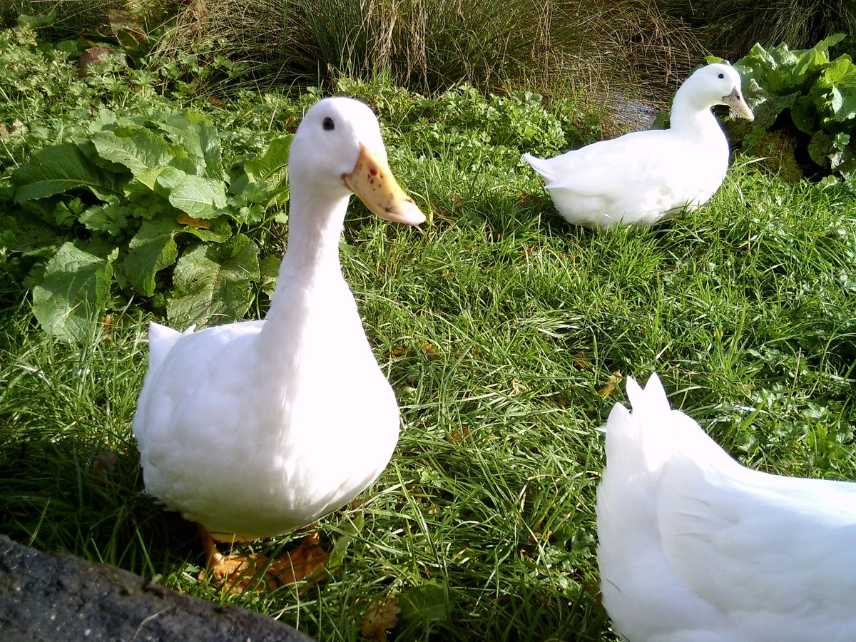 sample images from the my first camera 3 kids camera taken at a farm