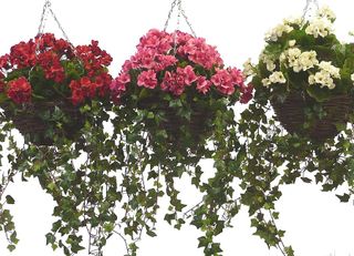 Three hanging baskets of artificial Geranium
