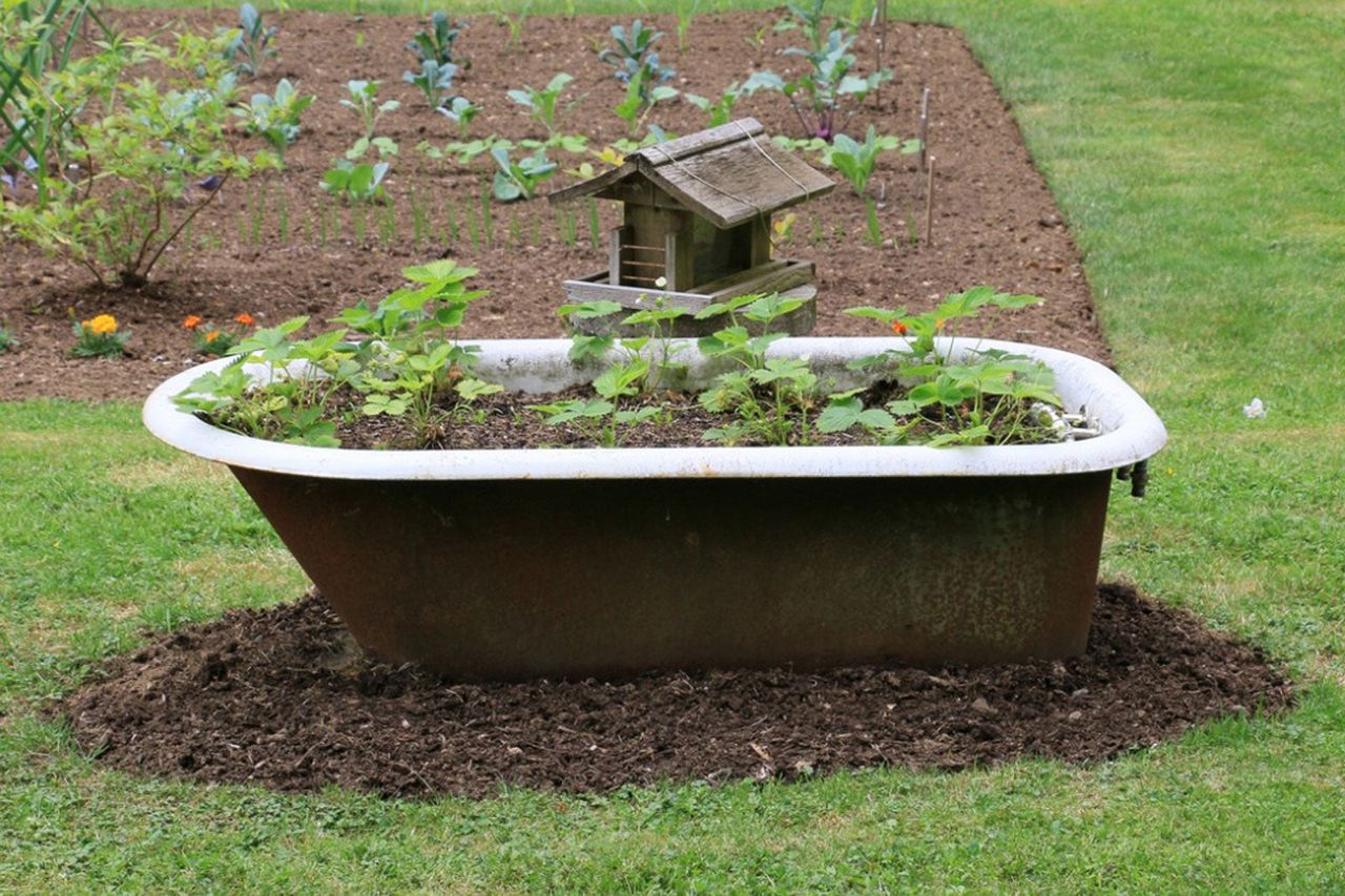 Vegetable Garden Growing In An Above Ground Bathtub