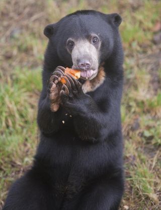 Malayan sun bears are omnivores, eating insects, fruit and honey.