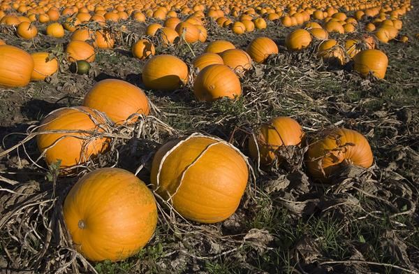 pumpkin-patch-111021-02