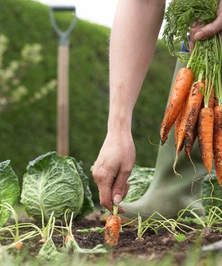 harvesting carrots from vegetable garden