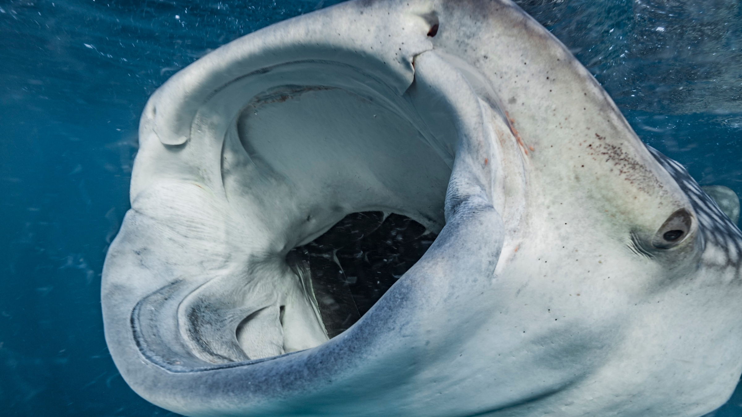 Whale shark with mouth open amidst blue ocean.