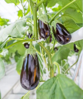 Deep purple eggplants growing on a plant in a greenhouse