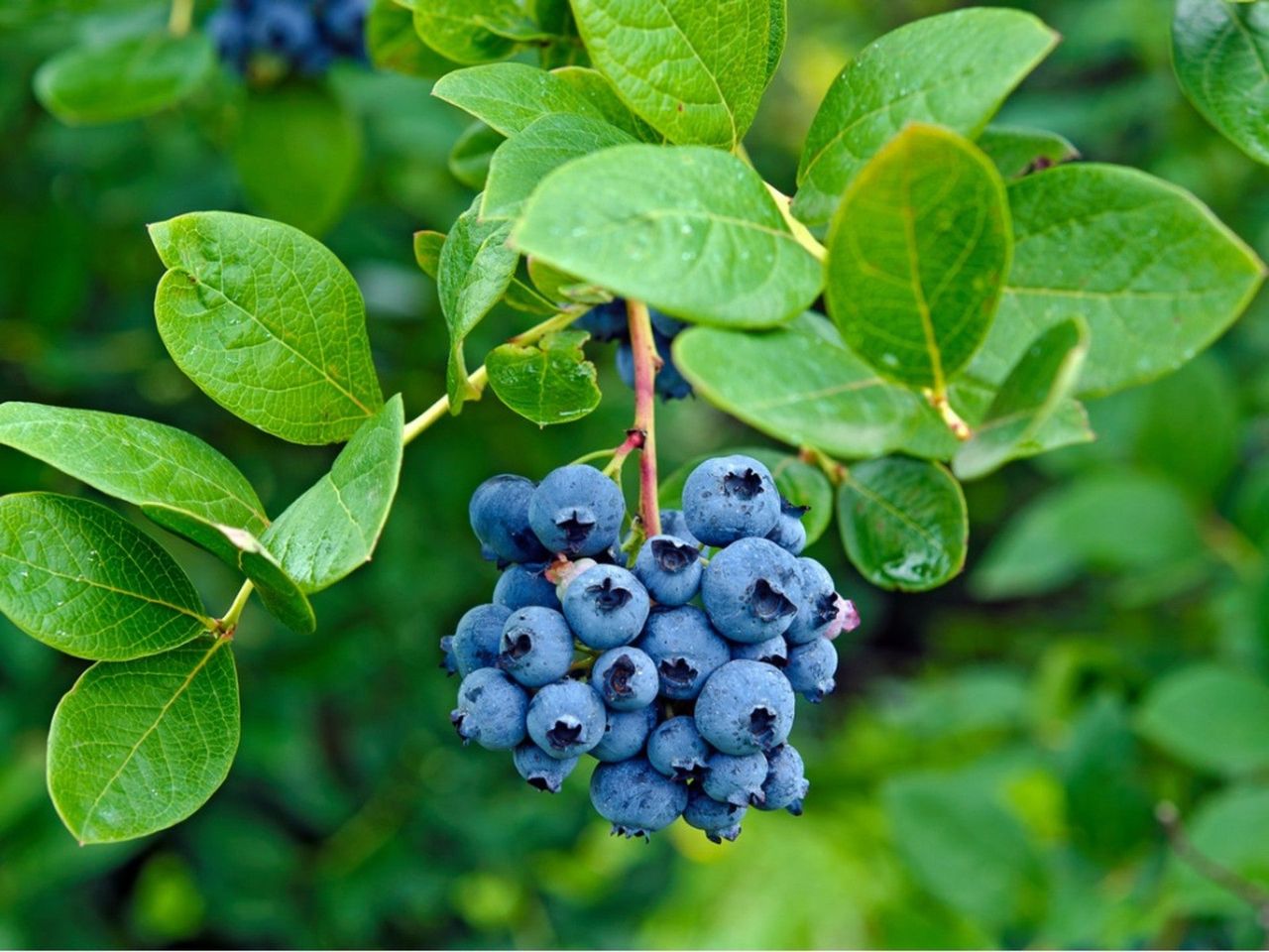 Blueberry Bush