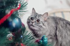 How to pet proof your Christmas tree