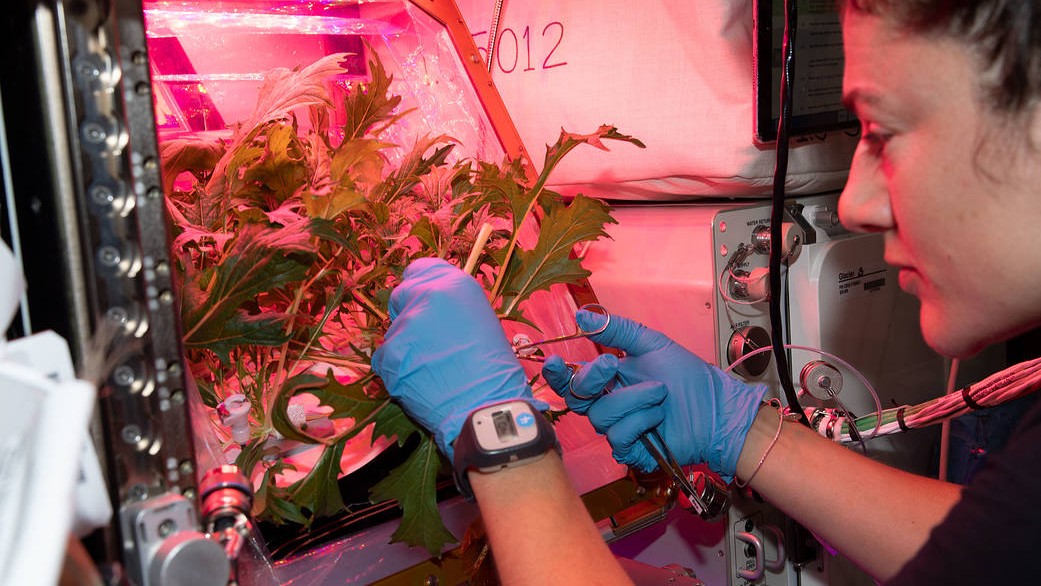 astronaut manipulating plants in space