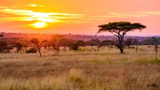 Sunset in savannah of Africa with acacia trees, Safari in Serengeti of Tanzania.