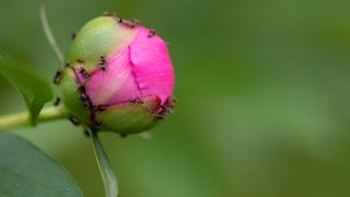 Ants crawling over a peony flower bud