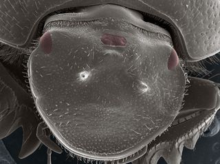 When a gene that regulates head development was negated, some beetles grew a functional extra eye.