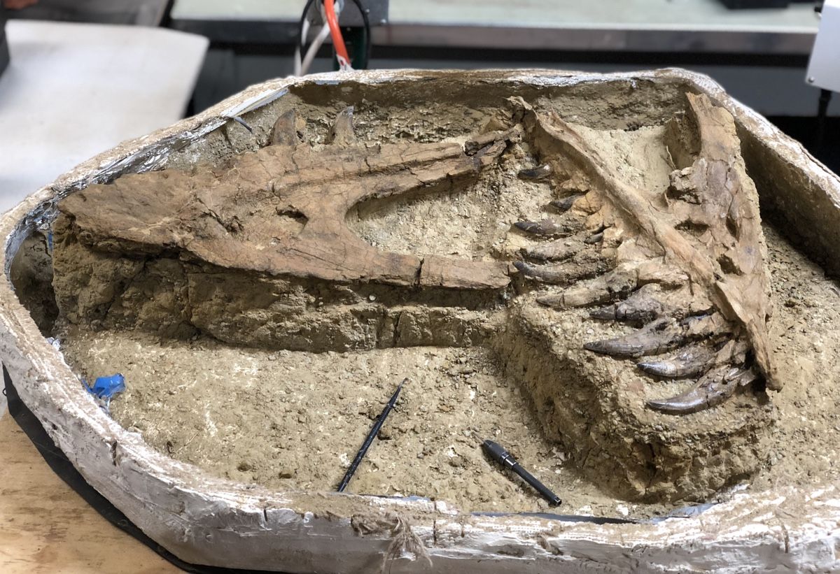 The remains of what is likely a juvenile T. rex were discovered in Montana&#039;s Hell Creek formation.