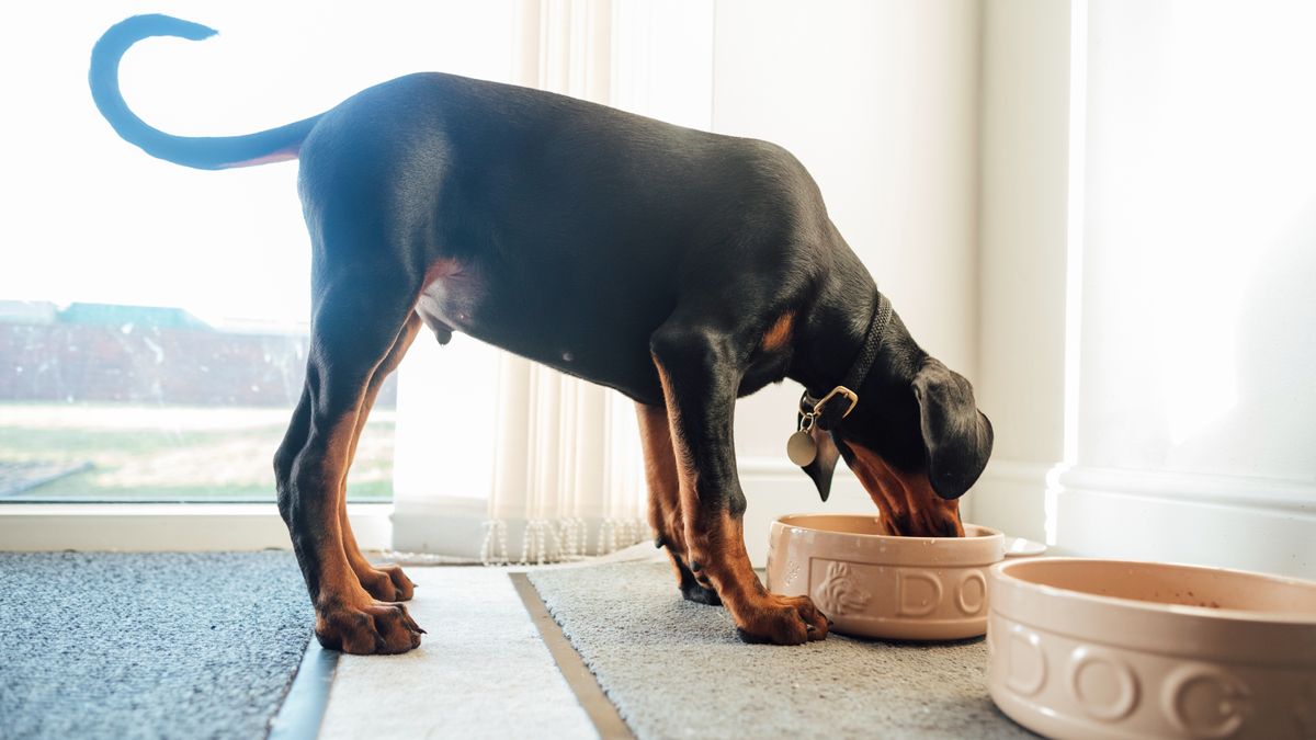 Can puppies eat adult dog food? PetsRadar