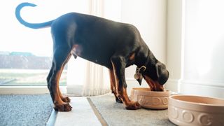 Puppy eating