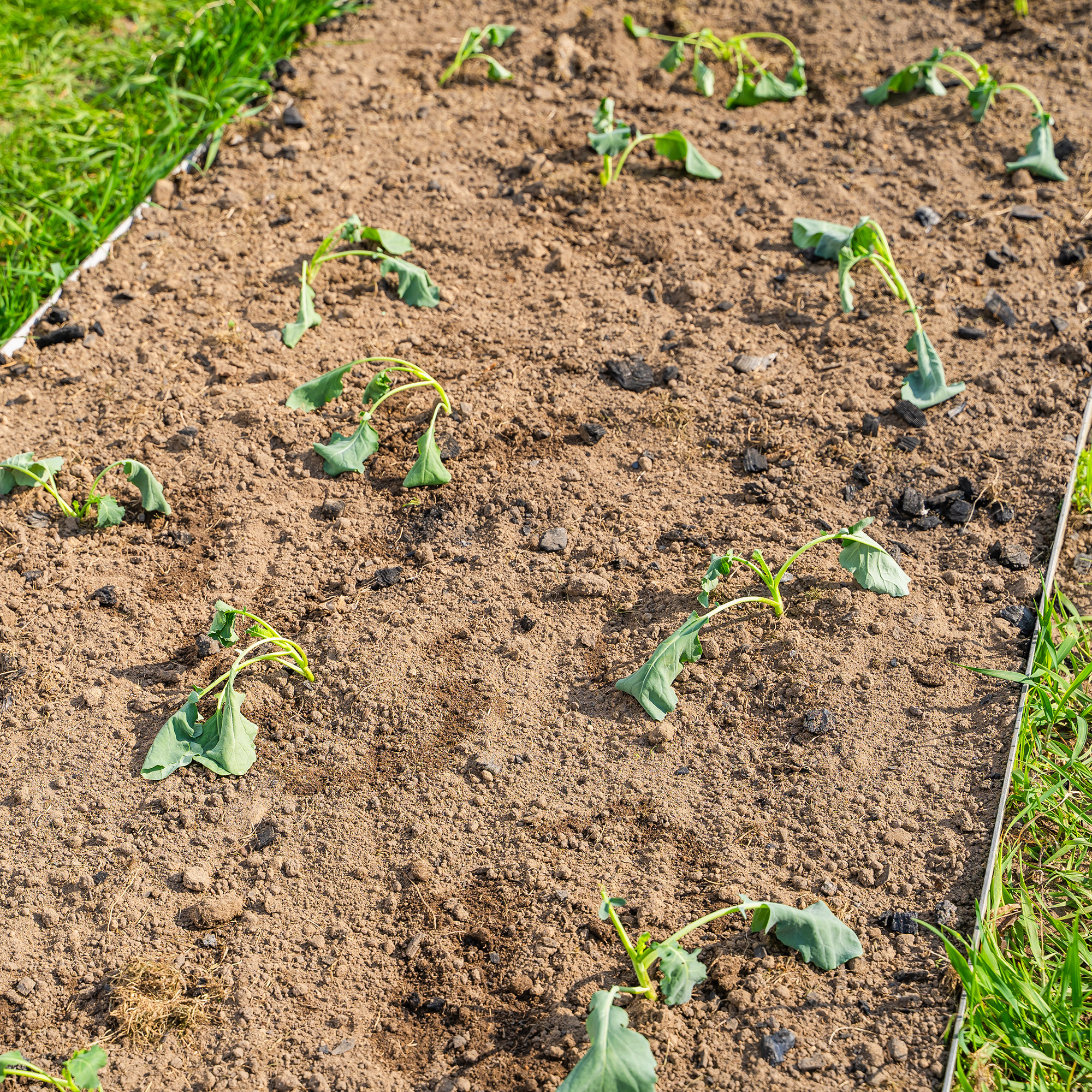 Freshly planted cabbage seedlings dropped their leaves on a sunny hot day