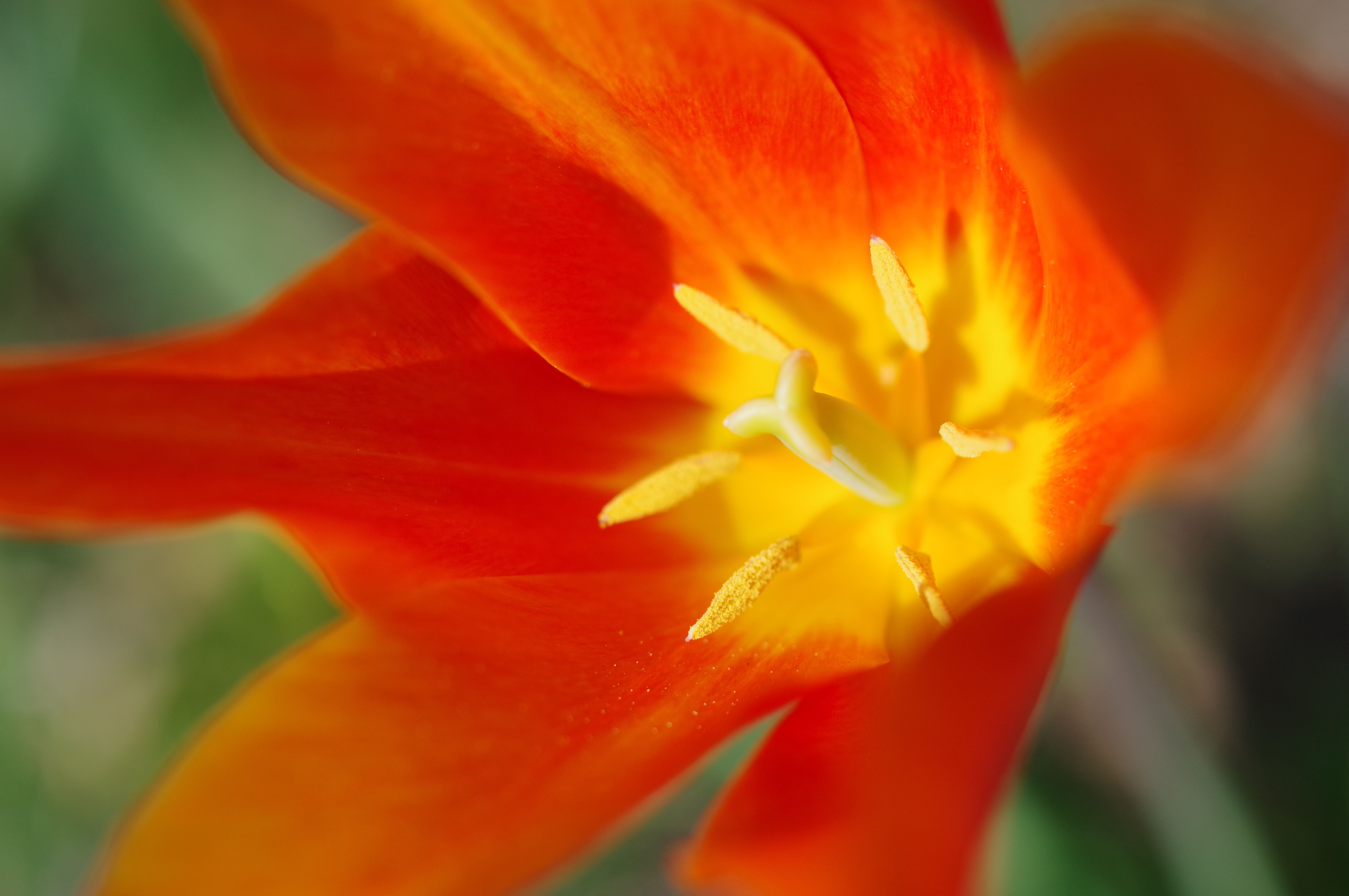 Even with an older 35mm f/2.8 Macro lens, focusing was still very good