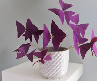 Purple Oxalis triangularis in white ceramic pot
