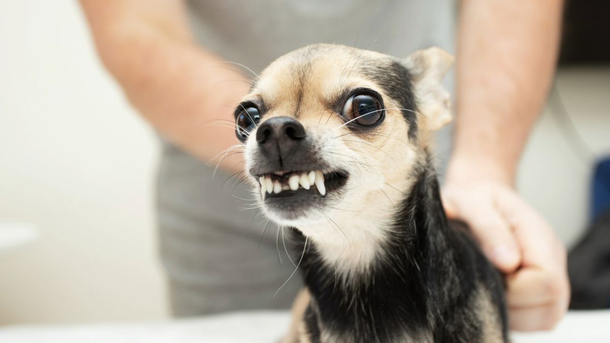 Dog growling as a person tries to stroke him