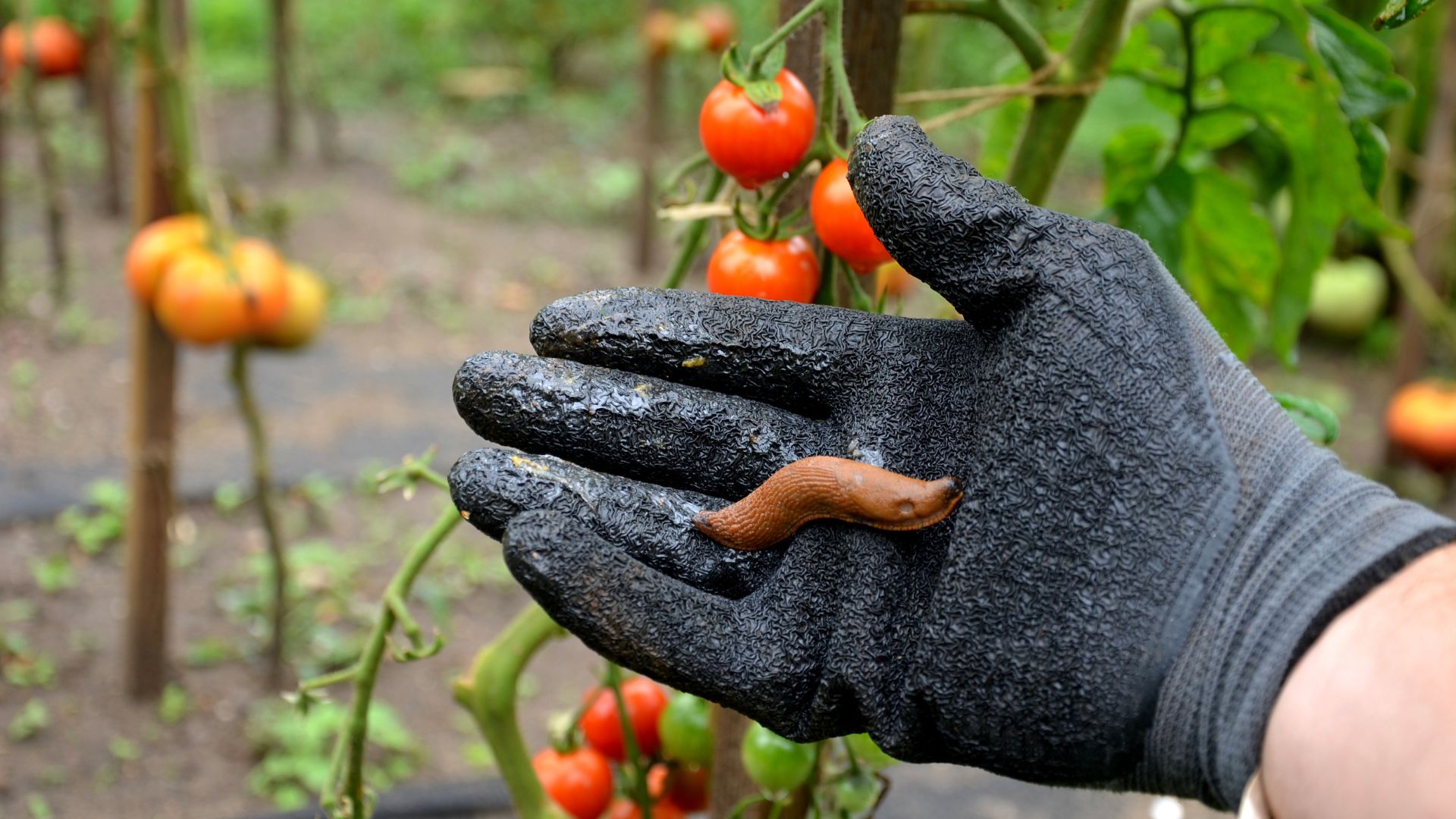 picture of slug on gardening glove after being removed from tomato plant