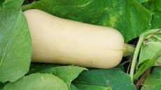 Butternut squash ripening on the plant in a vegetable garden