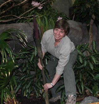 voodoo lily, minnesota zoo, exotic flowers, smelly flowers, Indonesian flowers, tropical flowers, amorphophallus flowers