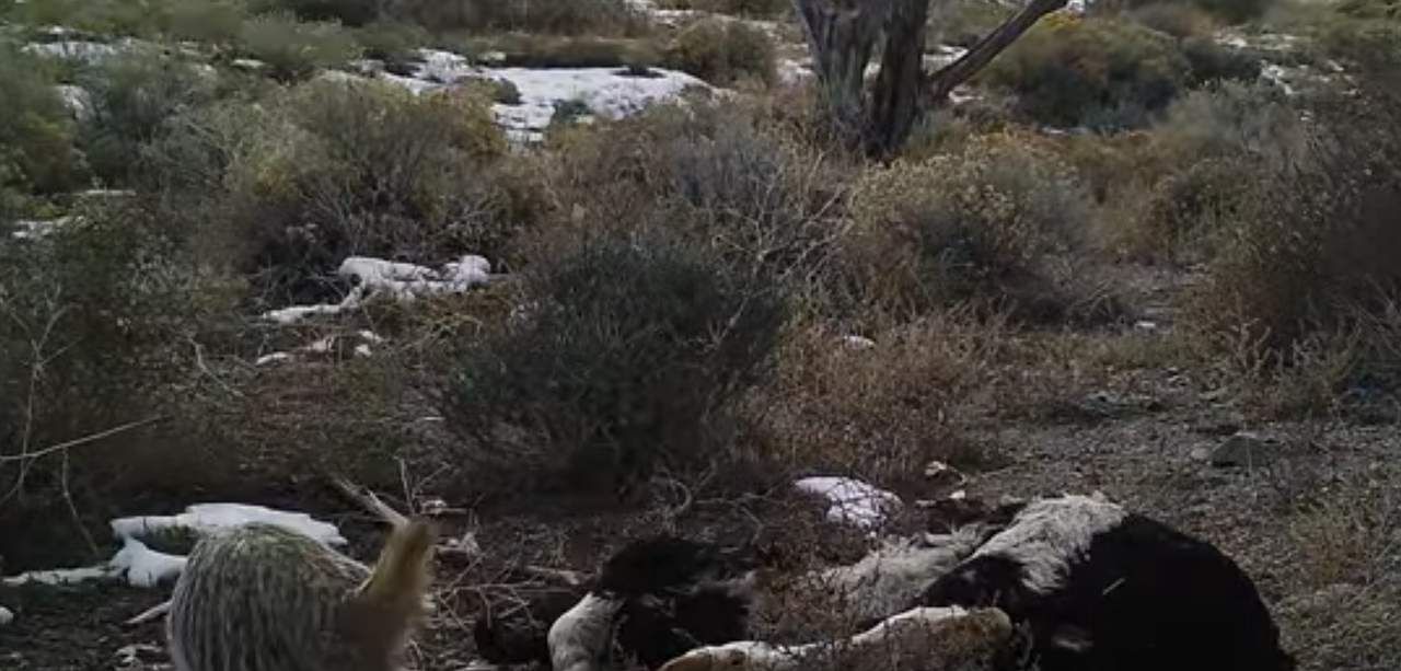 Badger buries cow. 