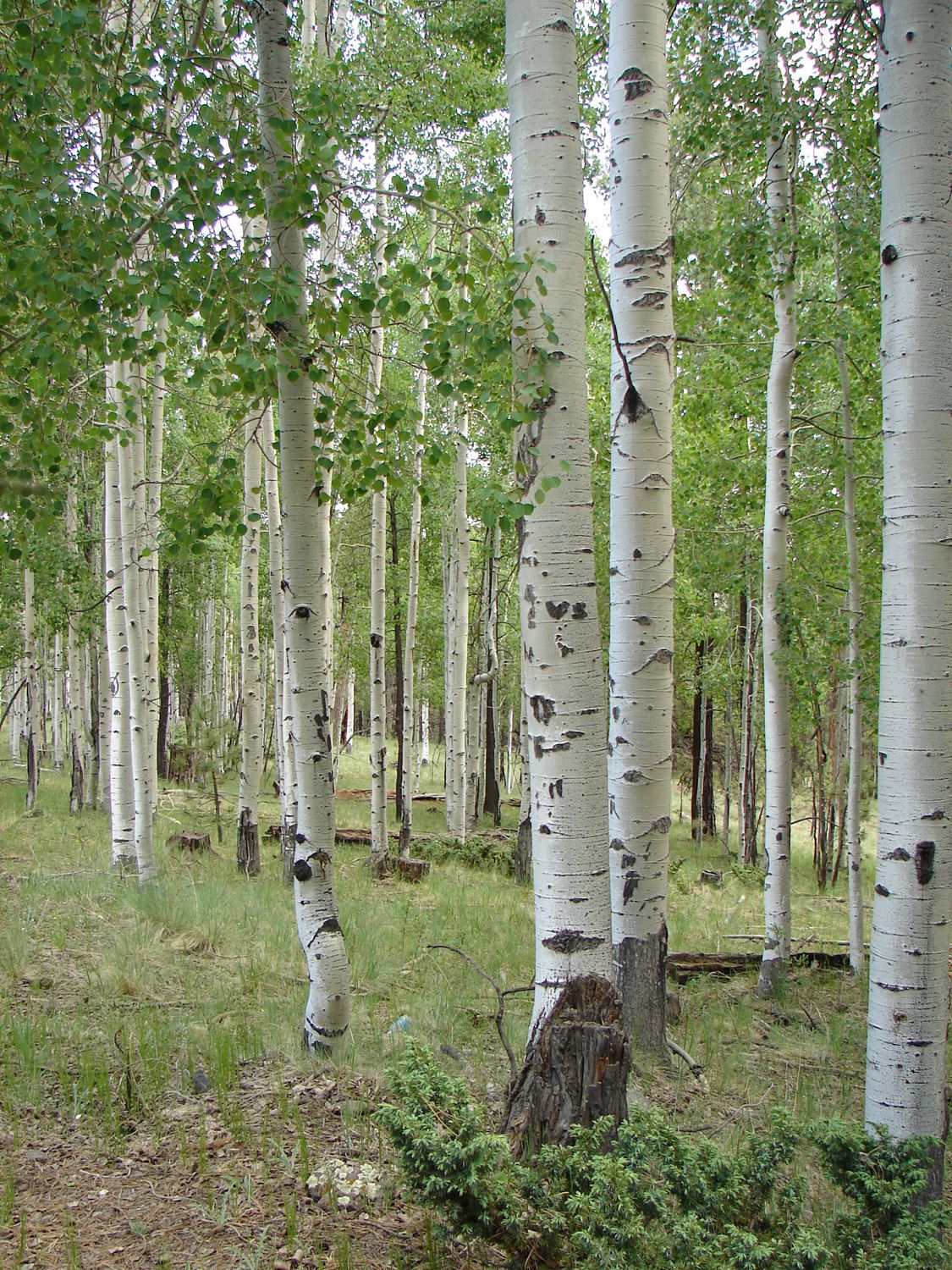 aspens, golden quaking aspen