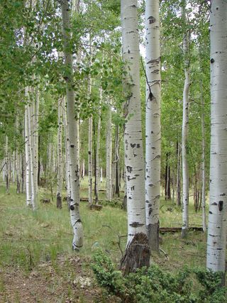 aspens, golden quaking aspen