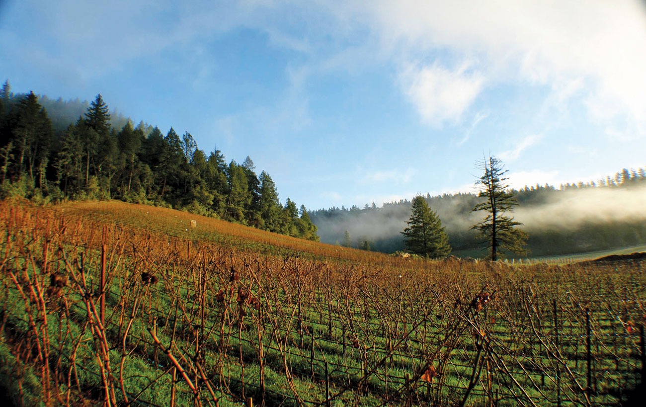 Bare vines in Hundred Acre's Ark vineyard during winter