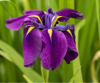 Iris ensata