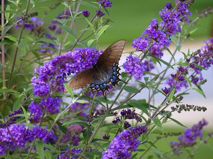Butterfly Sitting On Purple Butterfly Bush