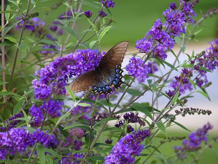 Butterfly Sitting On Purple Butterfly Bush