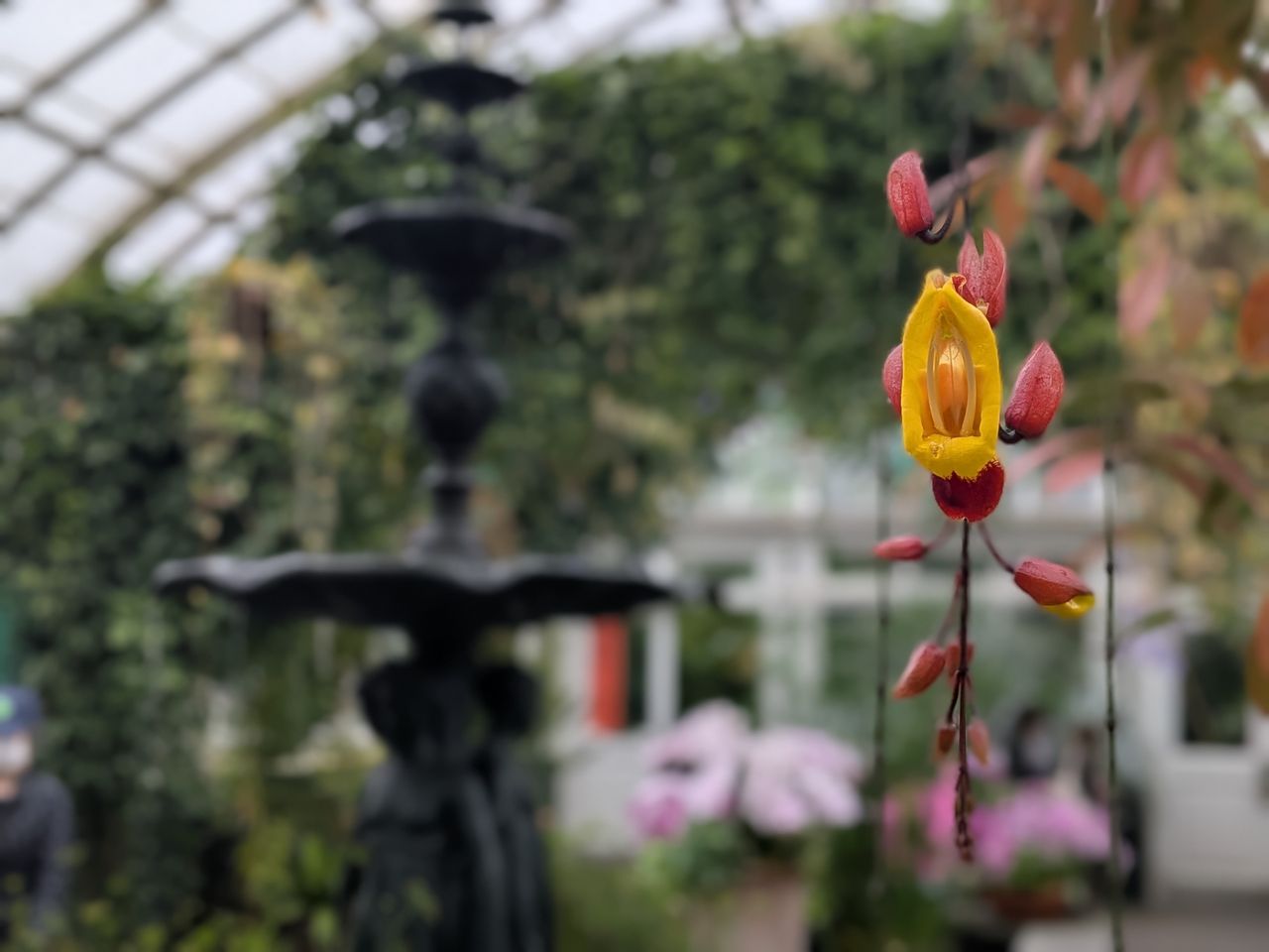 Photo samples taken with the Google Pixel 9a