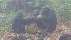 Chimps sharing fermented fruit in the Cantanhez National Park in Guinea-Bissau, West Africa. 
