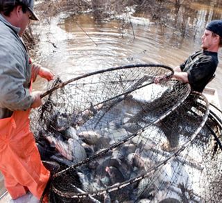 Fishermen bringing in a catch of invasive Asian carp.