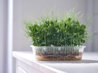 microgreens growing on kitchen countertop