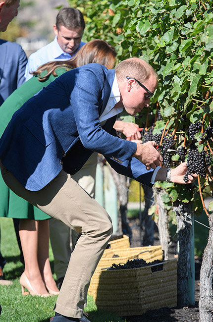 william kate Canada winery grapes