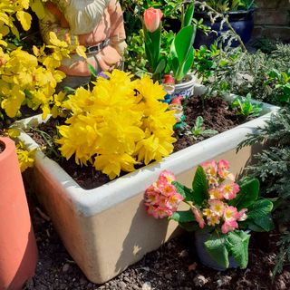 potted plants with flower and clay